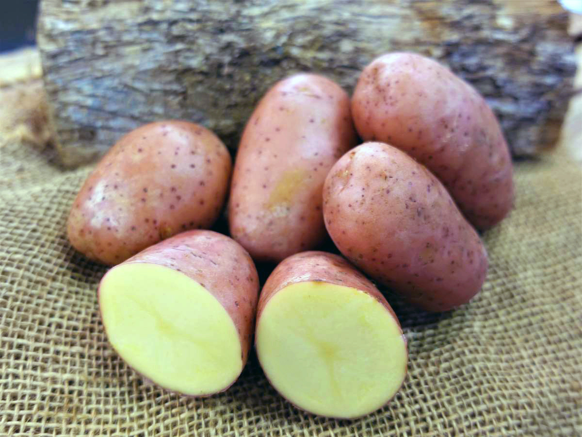 Ред скарлет картофель характеристика и описание сорта фото