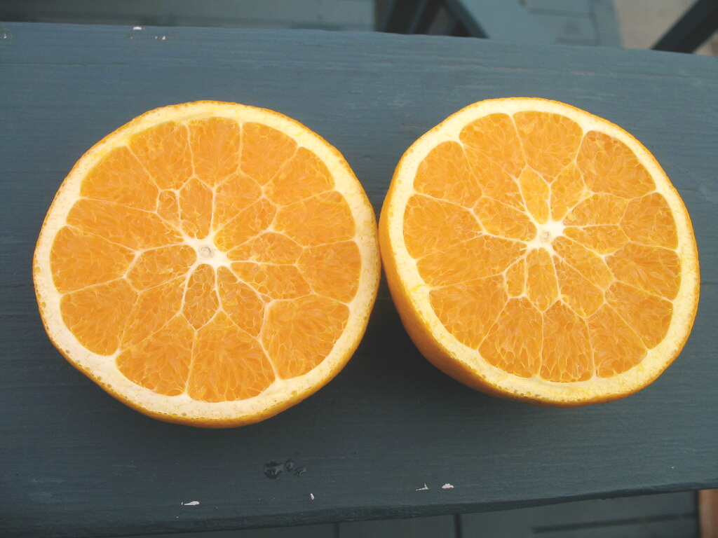 Купить навел. Апельсин Вашингтон навел. Апельсин c. sinensis "Вашингтон невел". Апельсины сорт Вашингтон. Апельсин сорт навел.