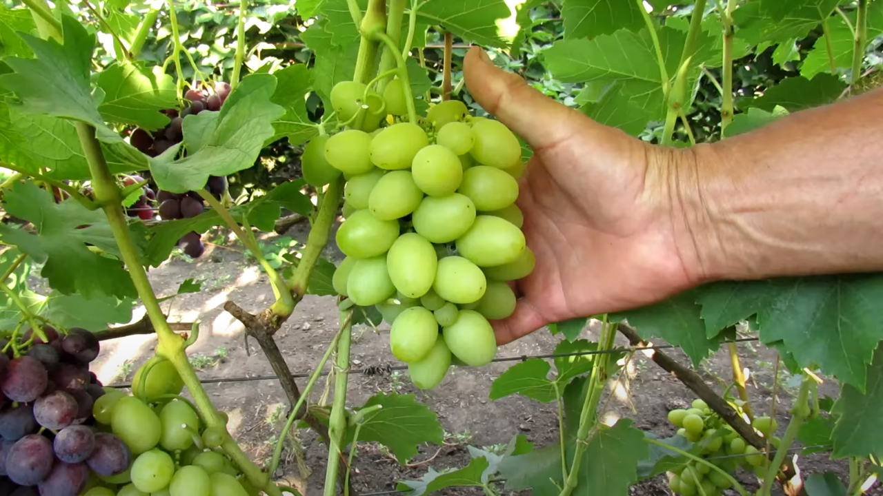 Хрустальный виноград. Фото винограда белый хрусталь.