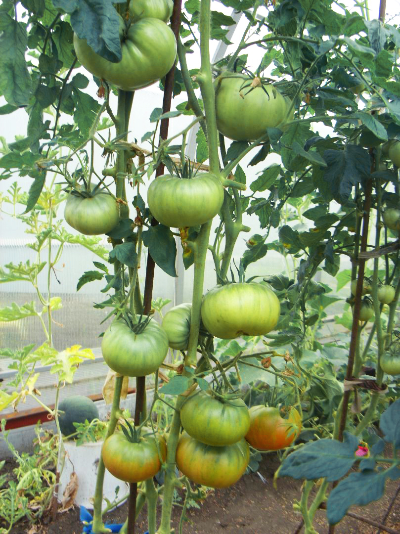 Особенности выращивания томата Японский краб, посадка и уход