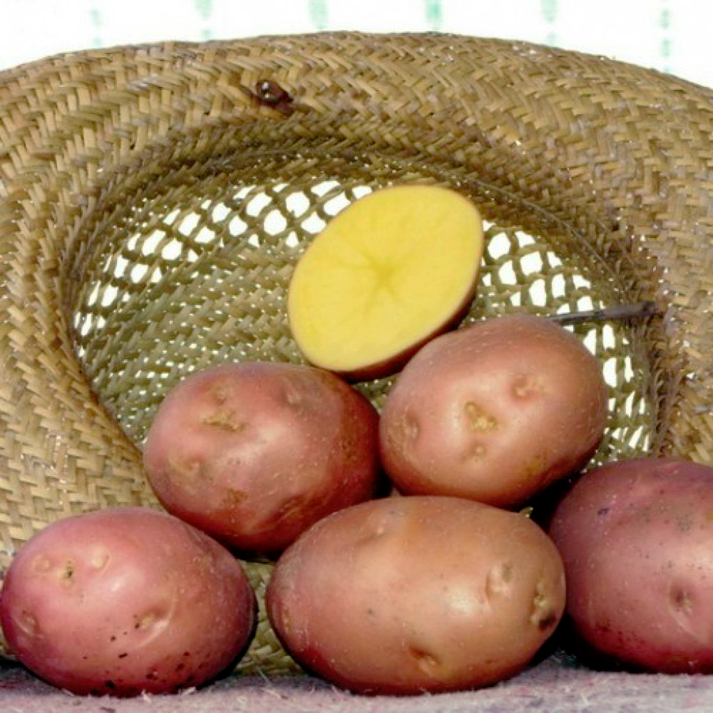 Беллароза картофель характеристика отзывы вкусовые. Картофель Беллароза. Картофель Беллароза (10 шт.). Картофель Беллароза фото. Беллароза 1 репродукция.