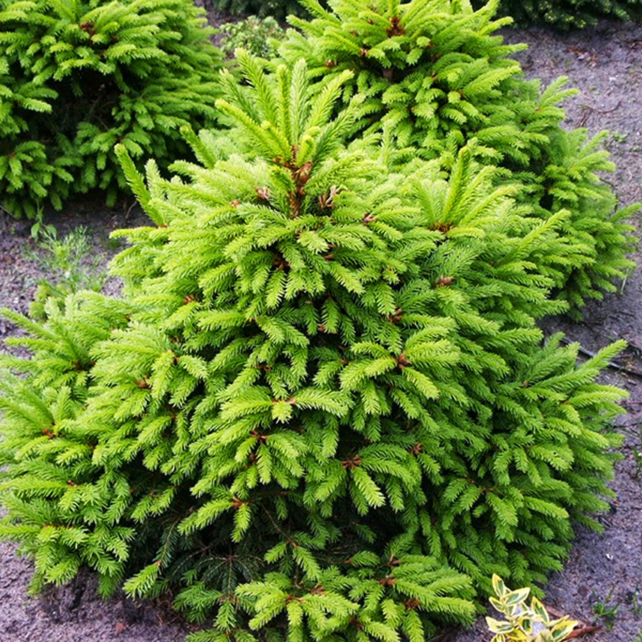 Picea Abies Glimra