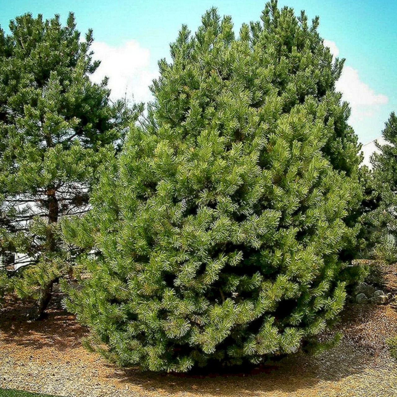 Сосна крымская купить. Pinus nigra. Сосна Пинус Нигра. Сосна Нигра Нигра. Сосна черная Пинус Нигра.