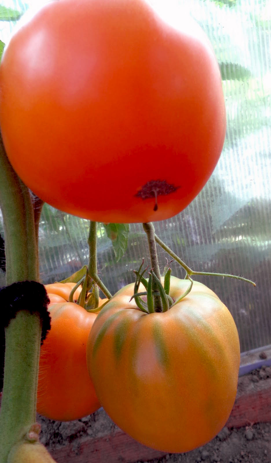 Медовый спас томаты урожайность