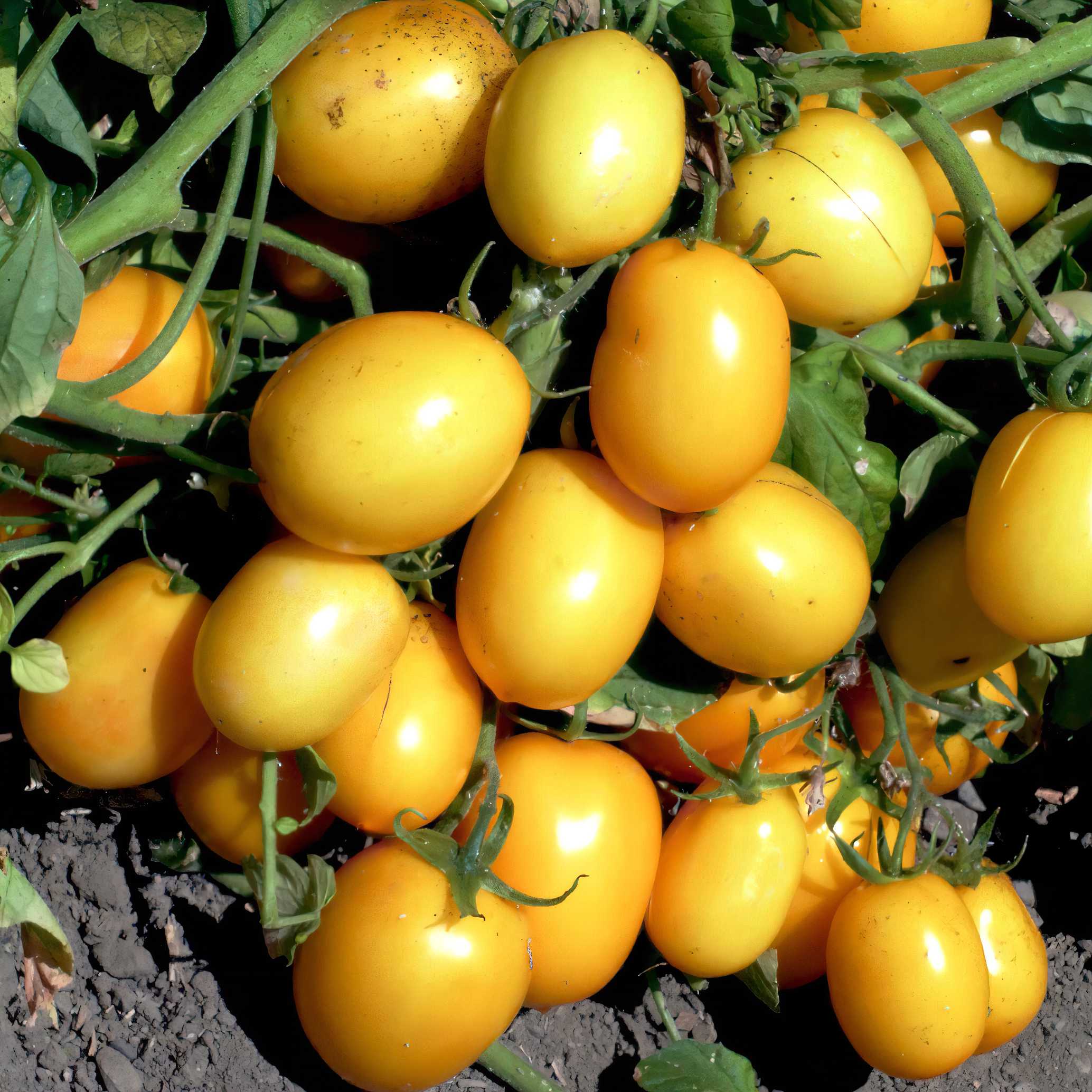 1000 семян томатов. Йеллоу Ривер томат. Томат Еллоу Ривер f1. Елоу f1 томат. Томат Сунгари f1.