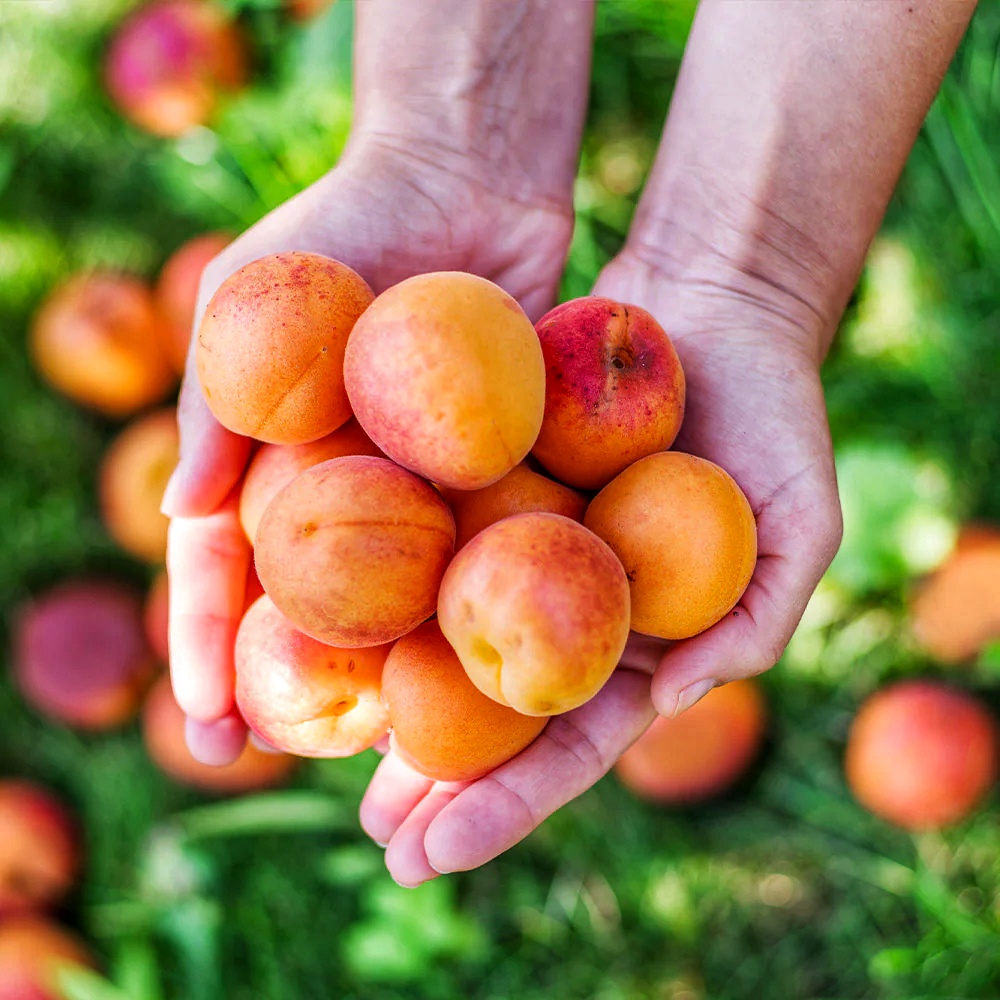 Абрикос в руке. Harvesting Apricot.