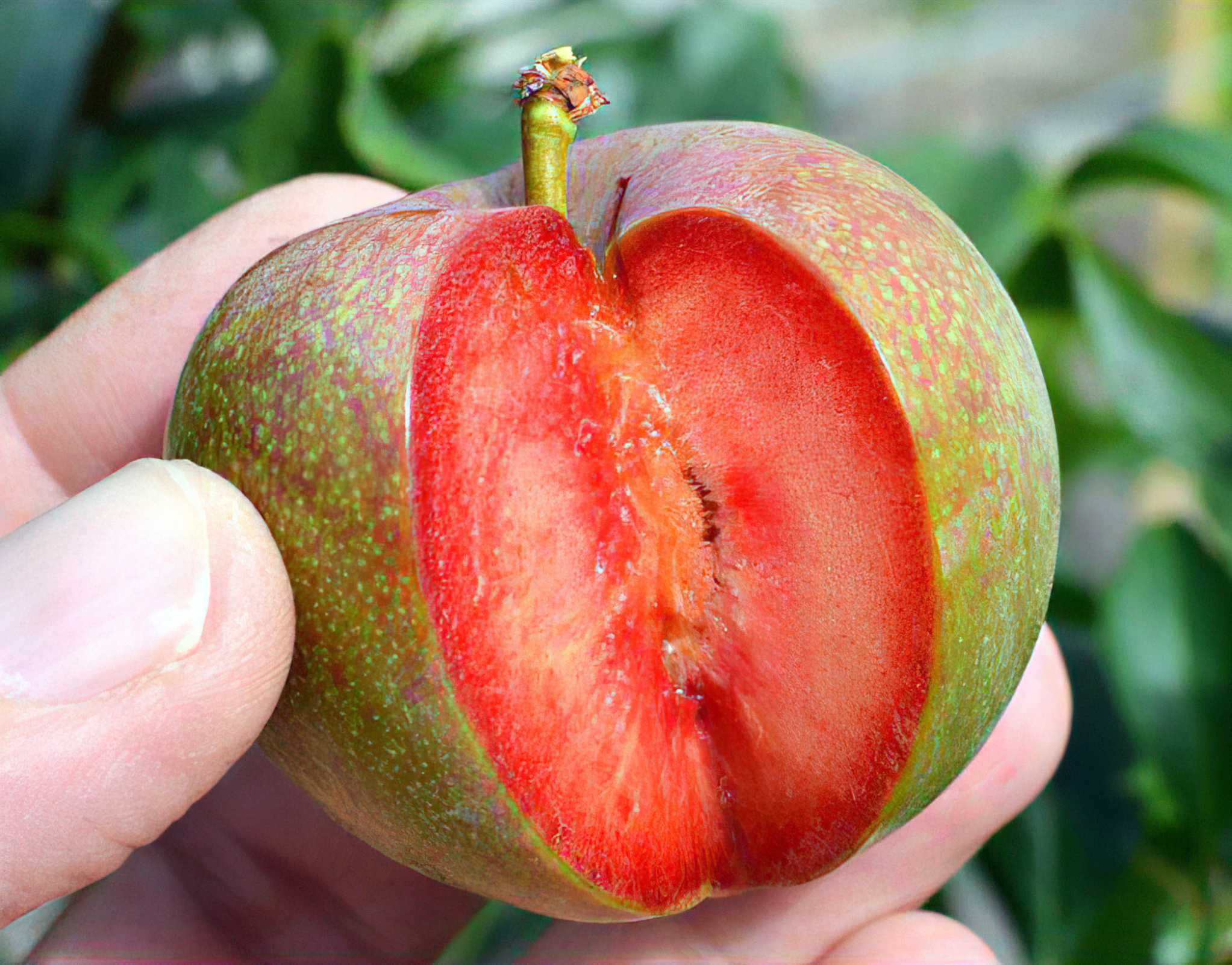 Гибридные абрикосы получены в результате опыления красноплодных
