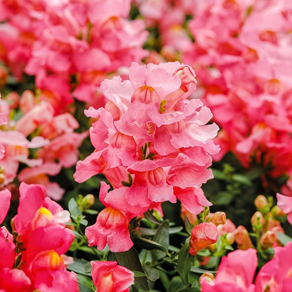 Antirrhinum Snaptastic Pink