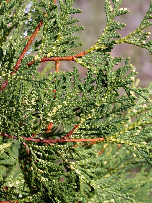 Thuja Occidentalis Perk Vlaanderen 