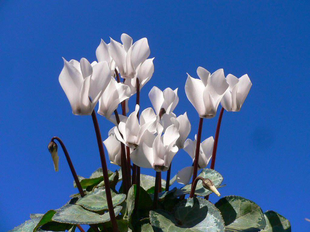 Cyclamen persicum White Цикламен персидский Белый - купить семена цветов с  доставкой по Украине в магазине Добродар