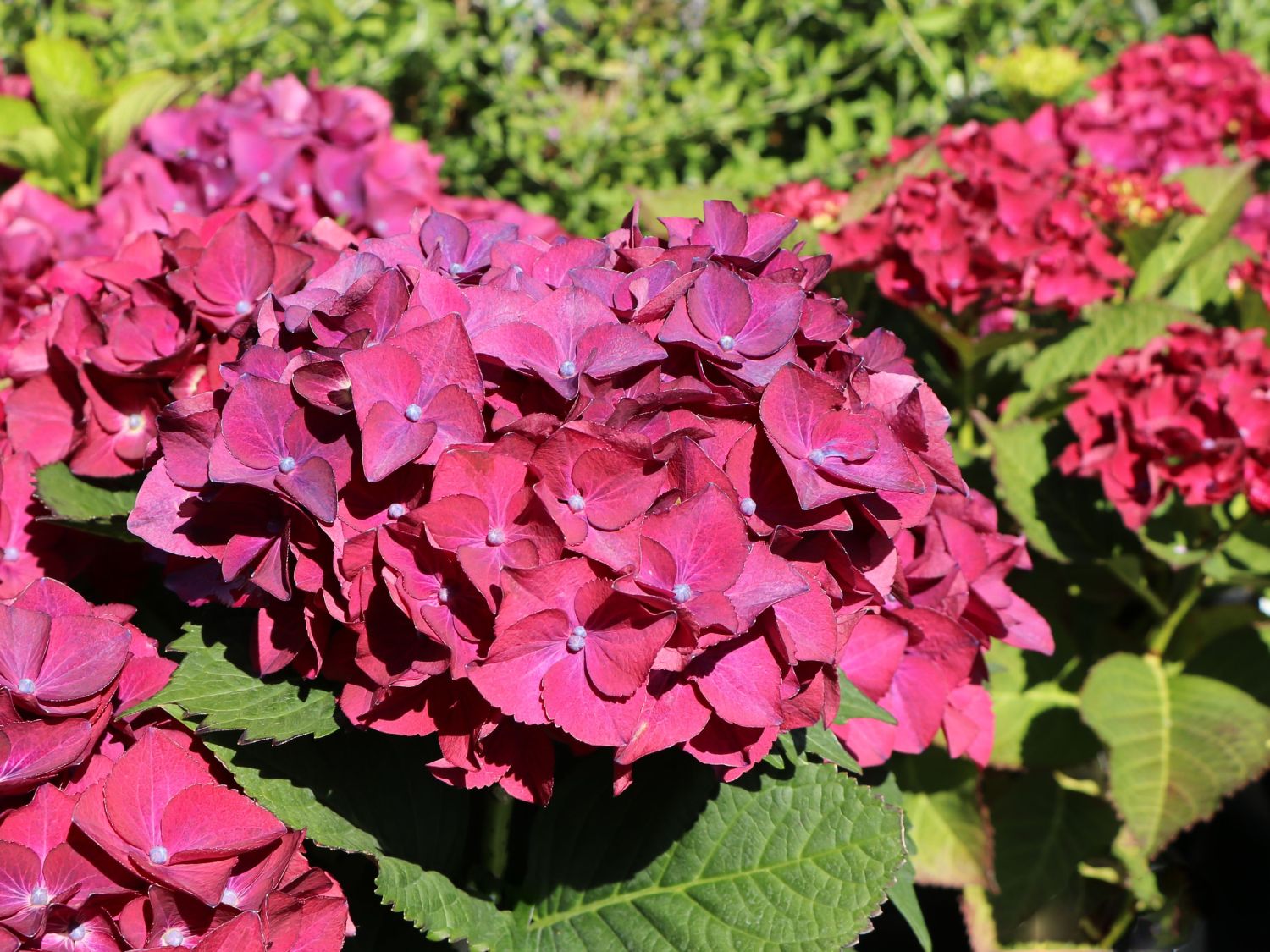 Гортензія крупнолиста Хот Ред Пурпл Hydrangea macrophylla Hot Red