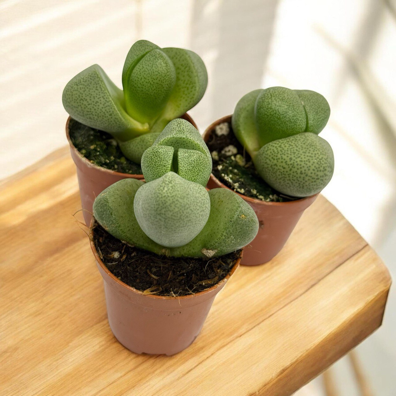 Літопс (Lithops spp), Саджанці Літопсів, Кімнатні декоративні рослини, Екзоти, Добродар Добродар - купити в Україні